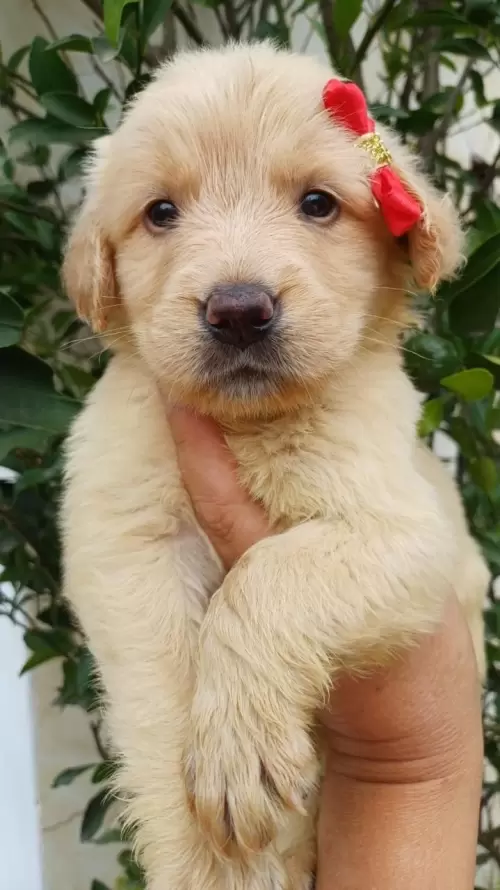 Nossos Goldens Retriever