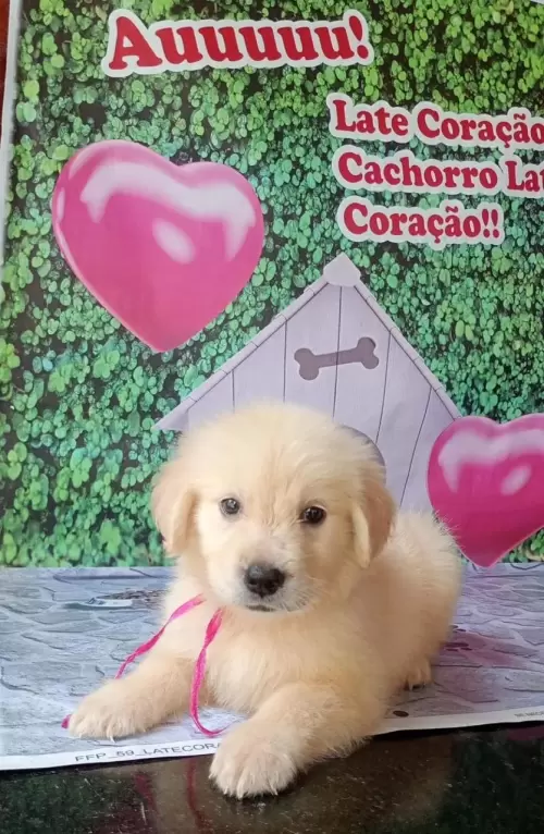 Nossos Goldens Retriever