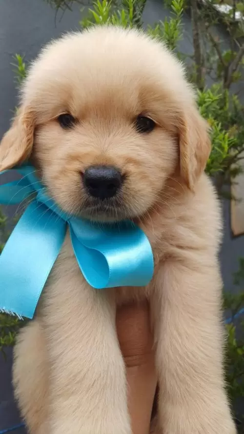 Nossos Goldens Retriever