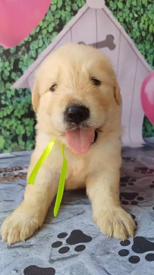 Nossos Goldens Retriever
