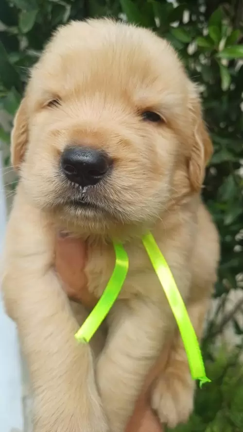 Nossos Goldens Retriever