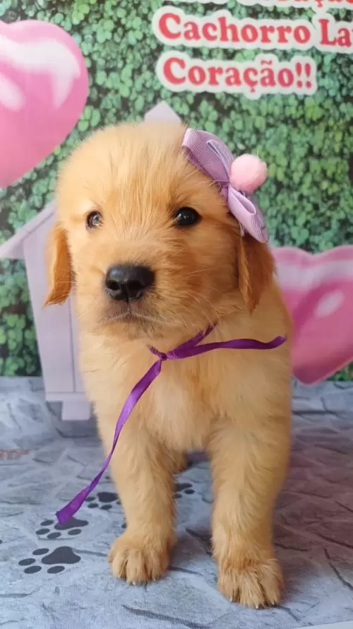 Nossos Goldens Retriever