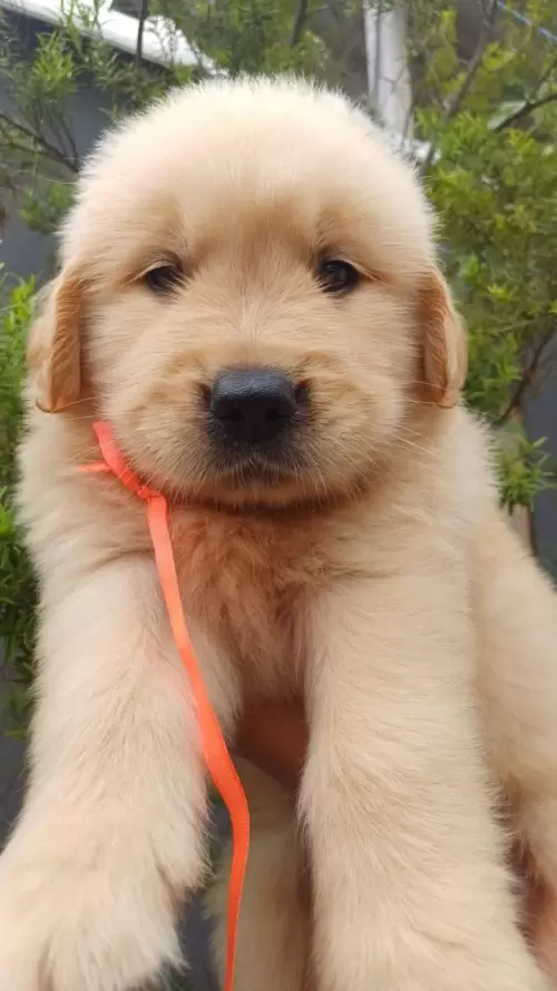 Nossos Goldens Retriever