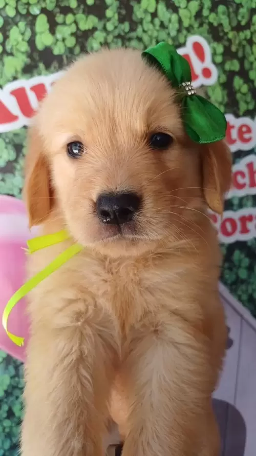 Nossos Goldens Retriever
