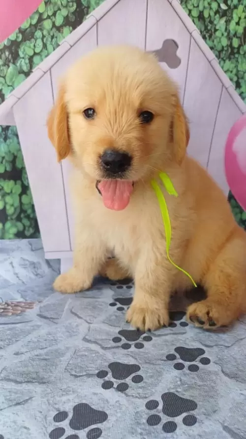 Nossos Goldens Retriever