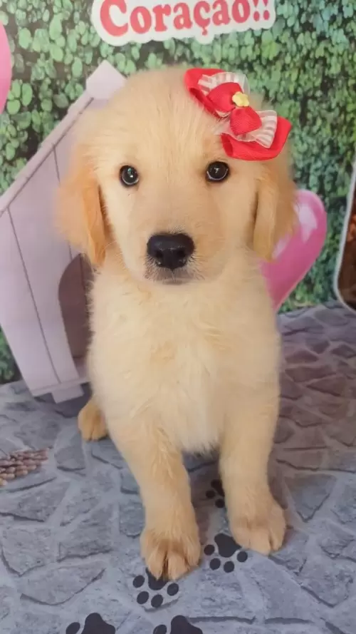 Nossos Goldens Retriever