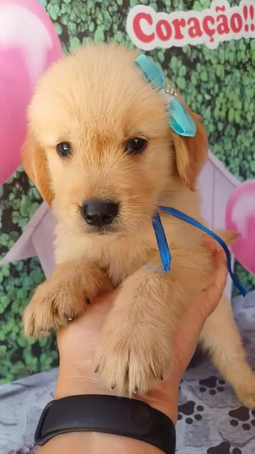 Nossos Goldens Retriever