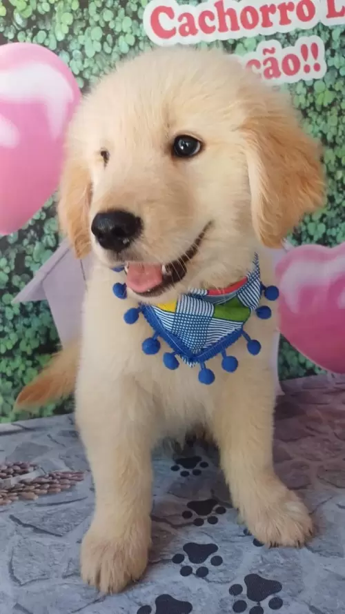 Nossos Goldens Retriever