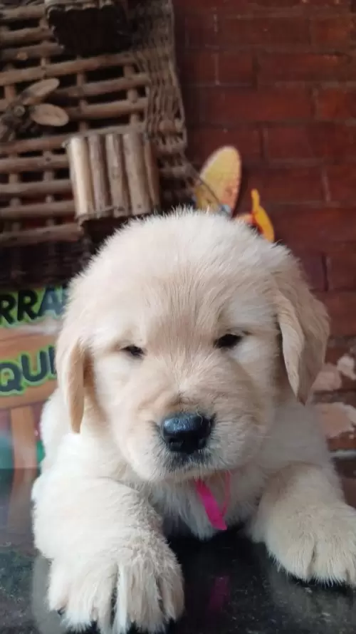 Nossos Goldens Retriever