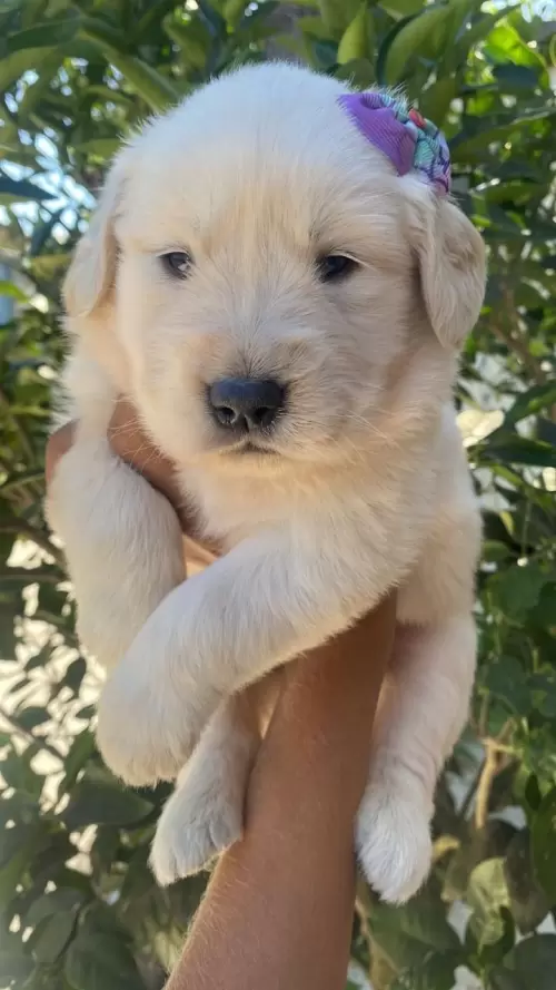 Nossos Goldens Retriever