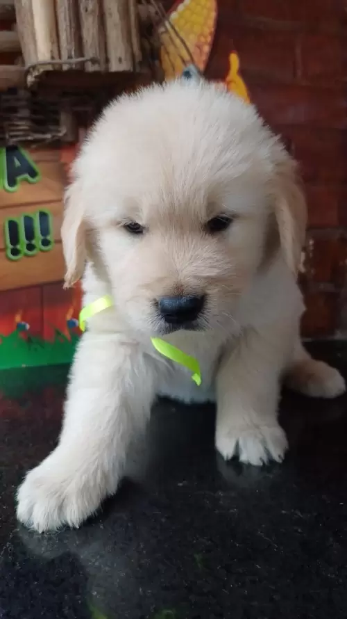 Nossos Goldens Retriever