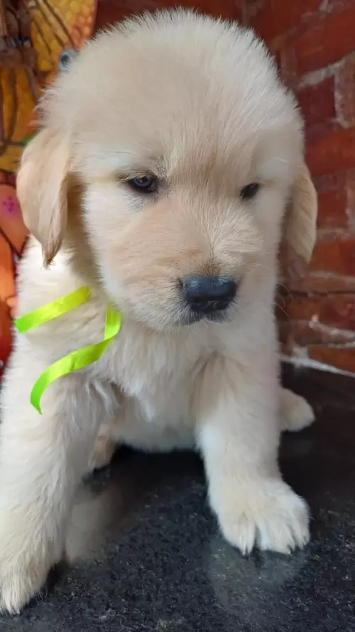 Nossos Goldens Retriever
