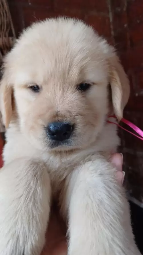 Nossos Goldens Retriever