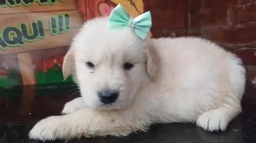 Nossos Goldens Retriever