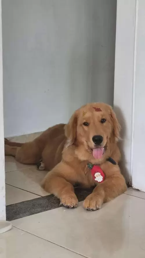 Nossos Goldens Retriever
