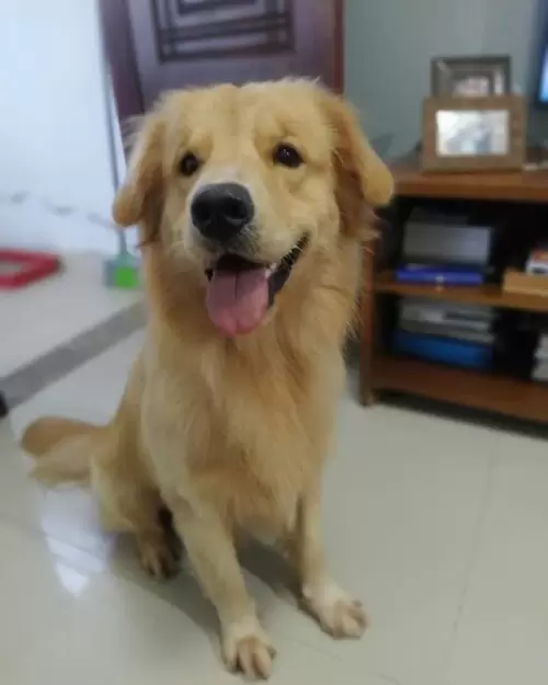 Nossos Goldens Retriever
