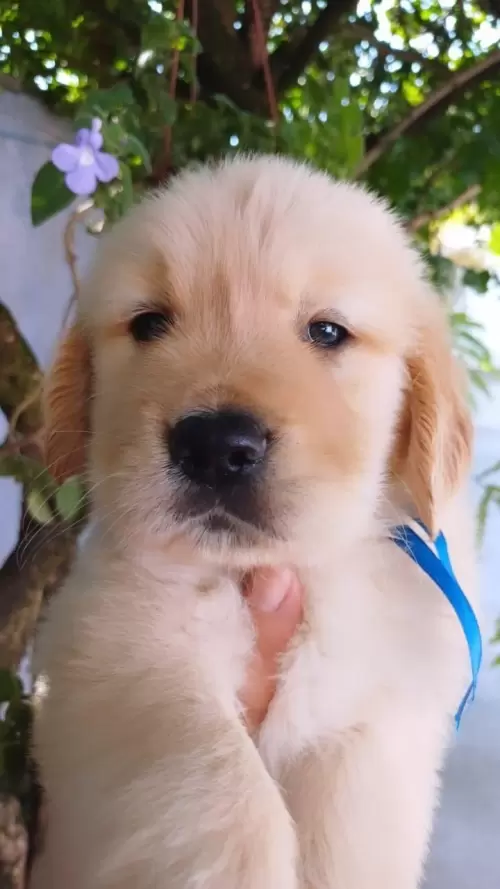 Nossos Goldens Retriever