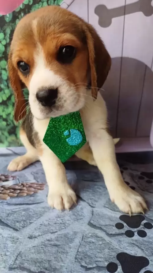 Nossos Beagles
