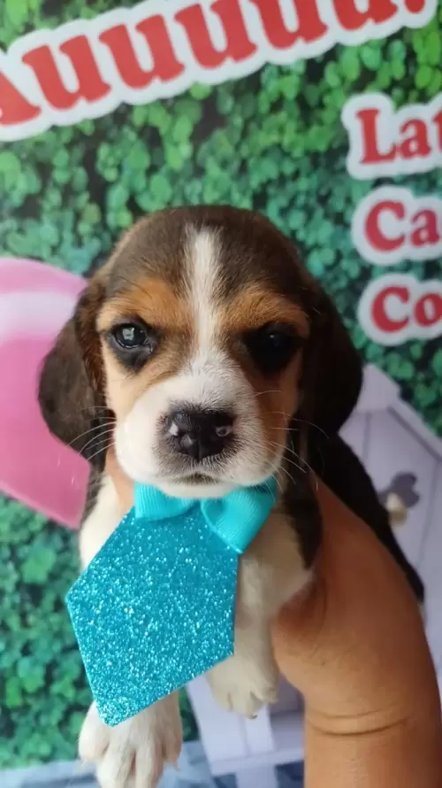 Nossos Beagles