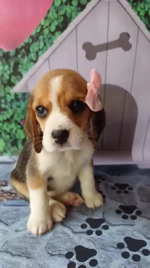 Nossos Beagles