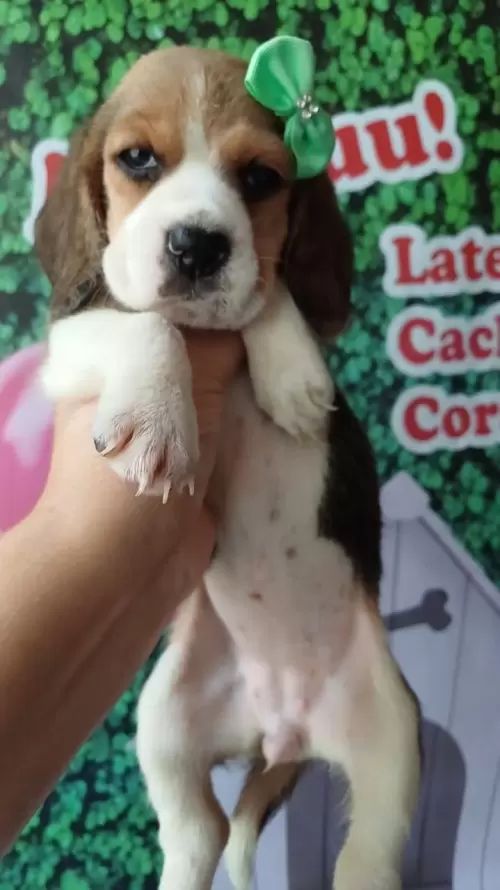Nossos Beagles