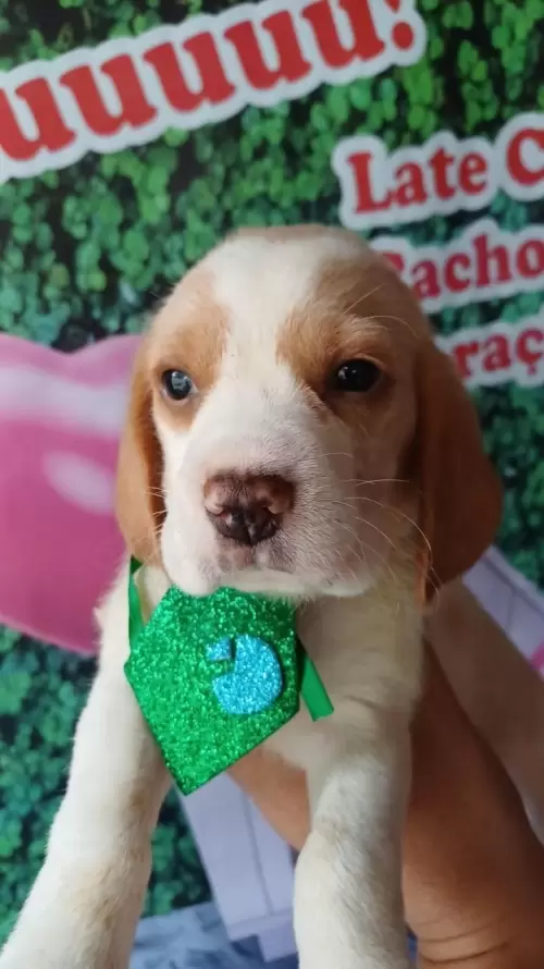 Nossos Beagles