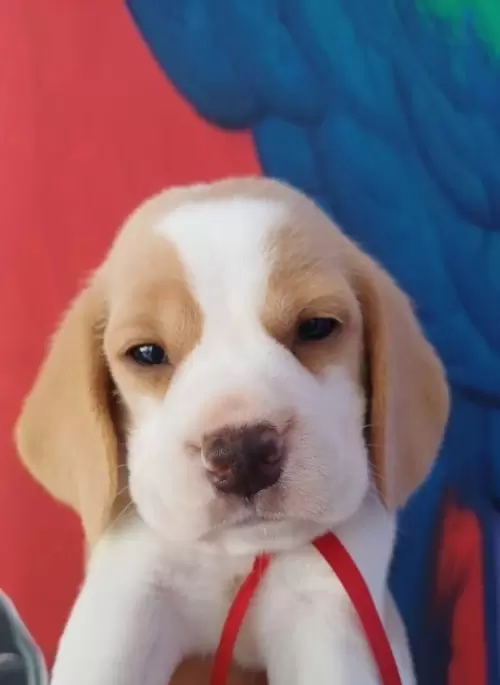 Nossos Beagles