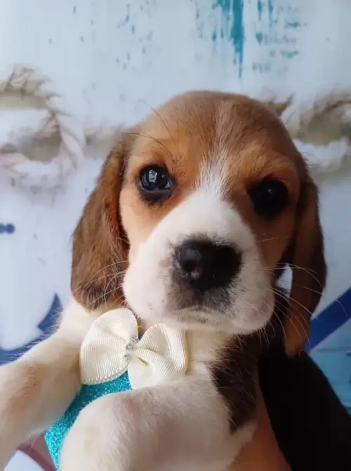Nossos Beagles