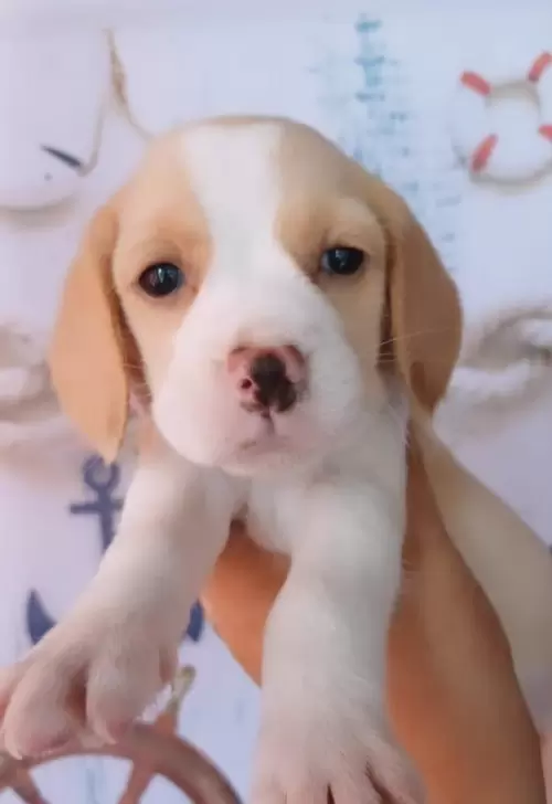 Nossos Beagles