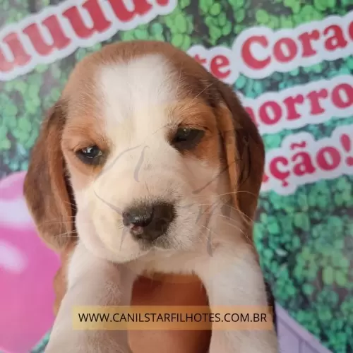 Nossos Beagles