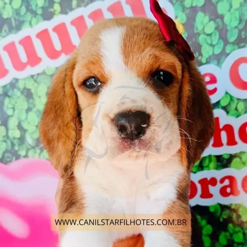 Nossos Beagles