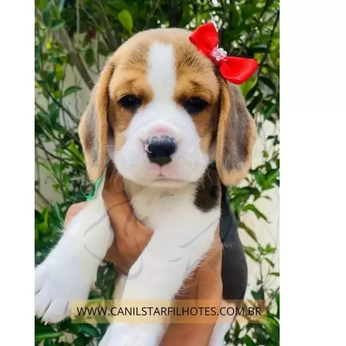 Nossos Beagles
