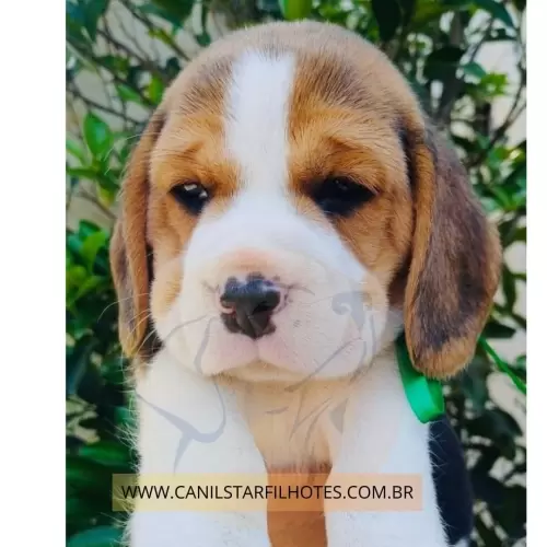 Nossos Beagles