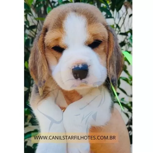 Nossos Beagles