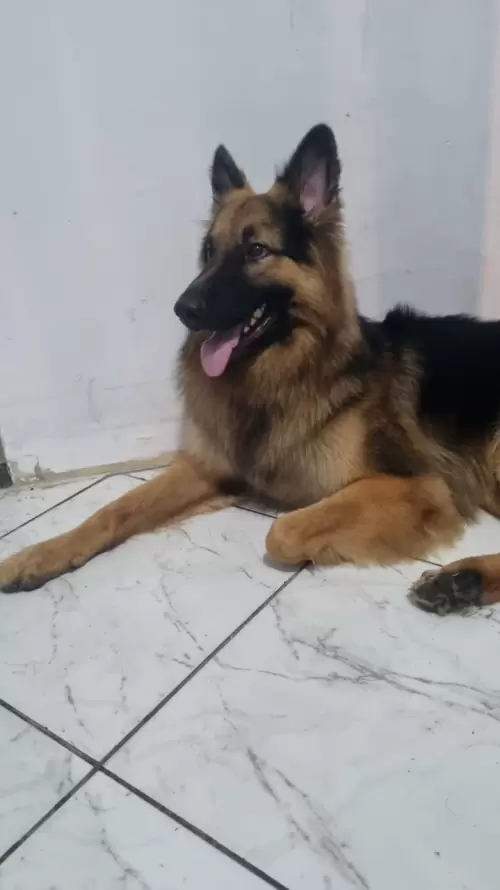 Nossos Pastores Alemães
