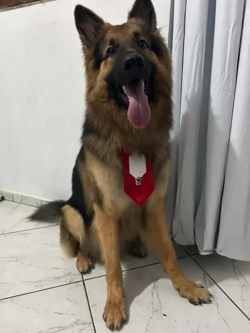 Nossos Pastores Alemães
