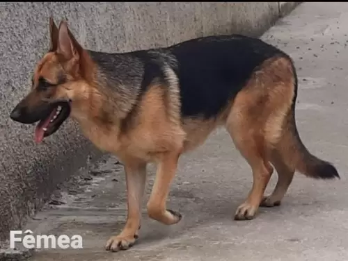 Nossos Pastores Alemães