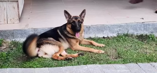 Nossos Pastores Alemães