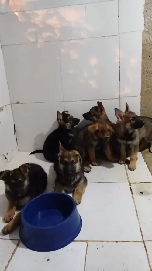Nossos Pastores Alemães