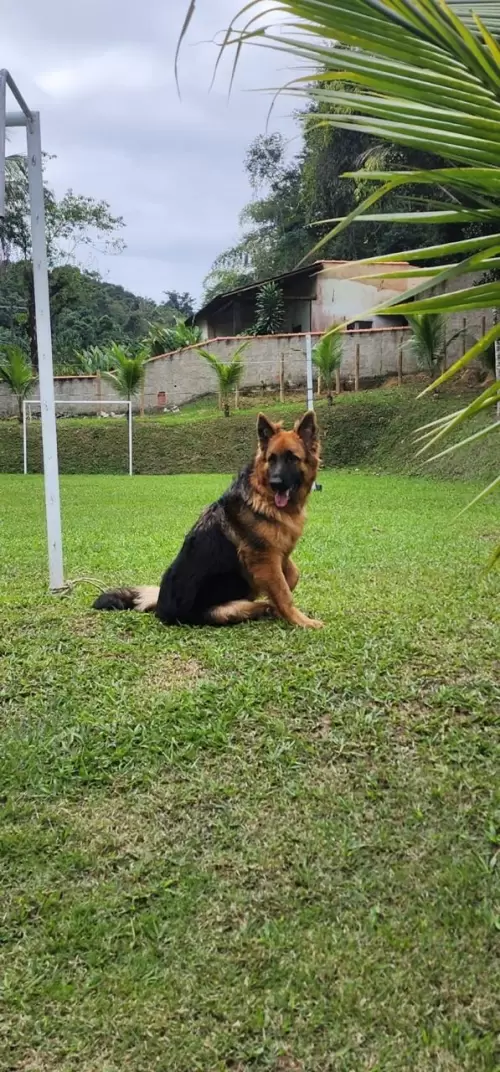 Nossos Pastores Alemães