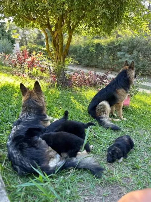 Nossos Pastores Alemães