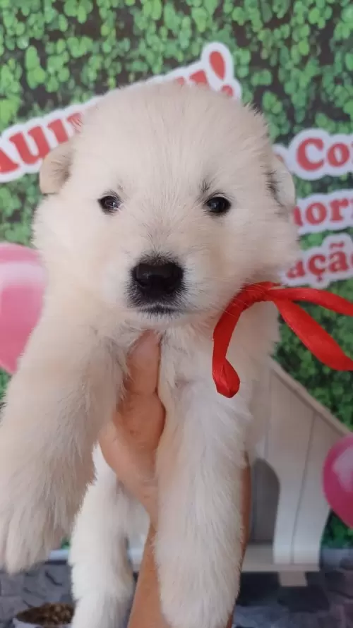 Nossos Pastores Suiços