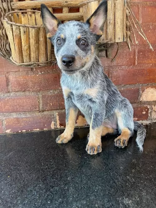 Nossos Boiadeiros Australianos 