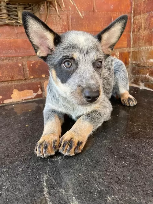Nossos Boiadeiros Australianos 
