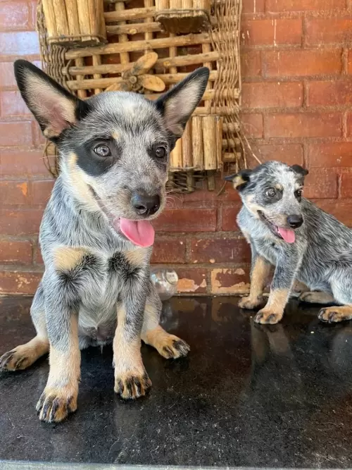 Nossos Boiadeiros Australianos 
