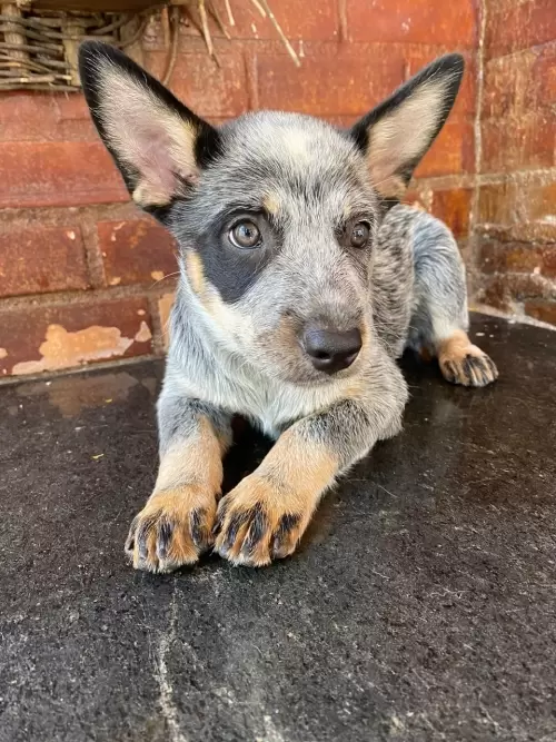 Nossos Boiadeiros Australianos 
