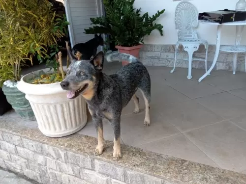 Nossos Boiadeiros Australianos 