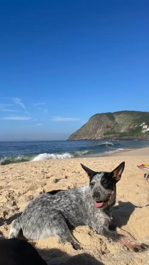Nossos Boiadeiros Australianos 
