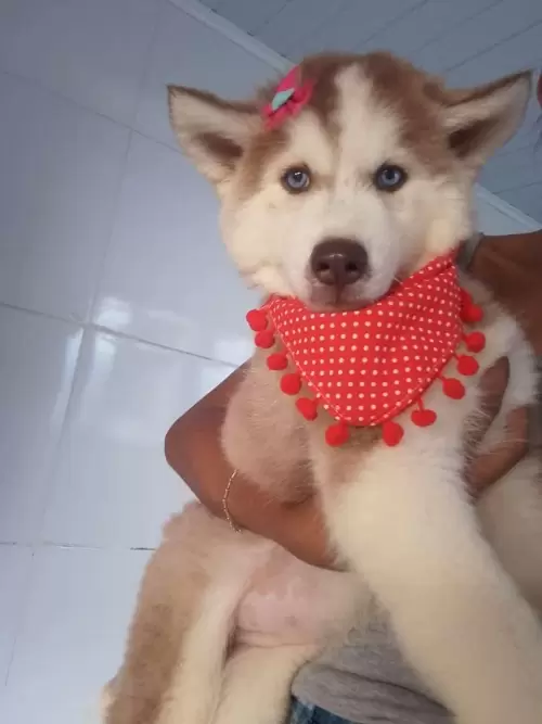Nossos Huskies Siberianos 
