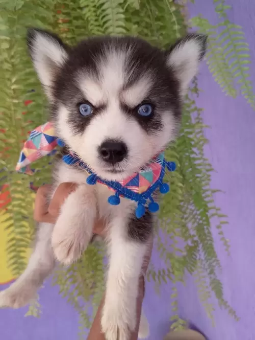Nossos Huskies Siberianos 